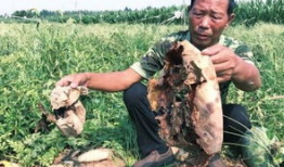 张掖网红吃瓜事件,揭秘网络舆论的风暴与真相