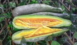 新沂网红吃瓜事件,揭秘网络舆论背后的真相