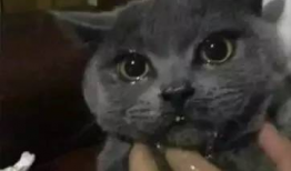 吃瓜网红喵小吉,吃瓜网红的趣味生活揭秘